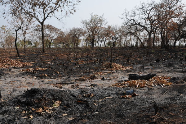 The burned fields