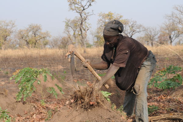 Finished planting; marking the mound with brush