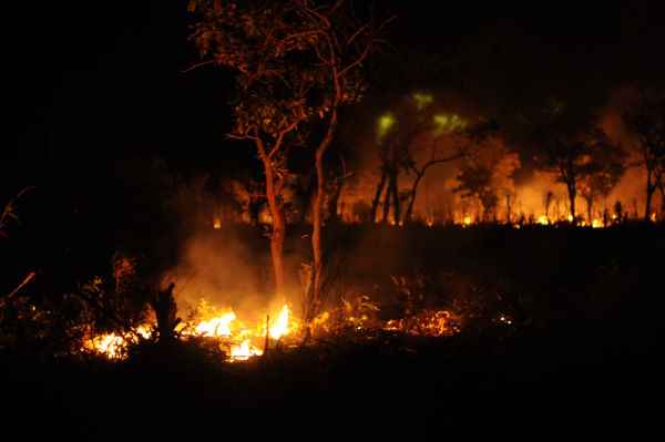 Every night, fields are burned to hunt field game
