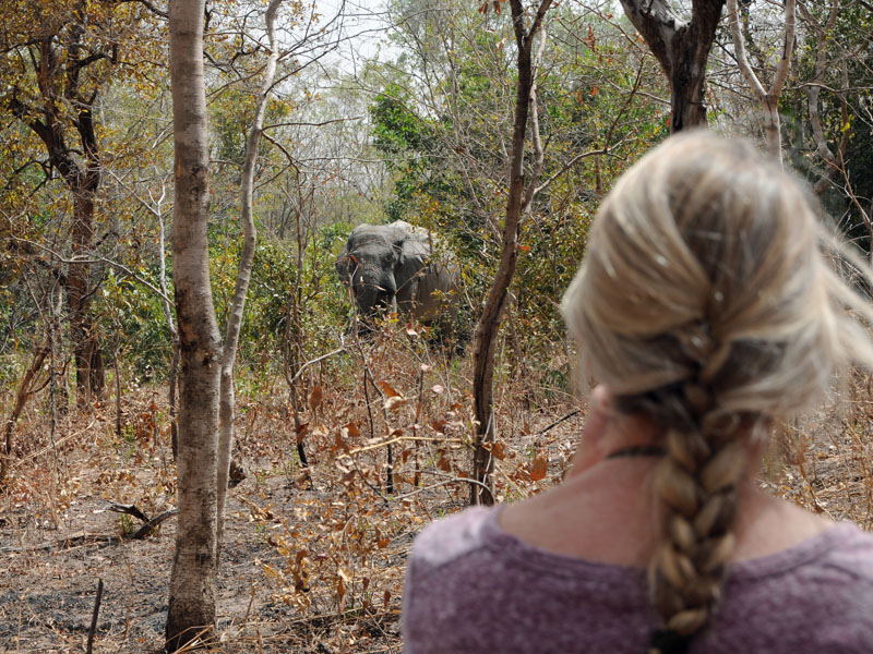 Beth and a large male elephant regard each other