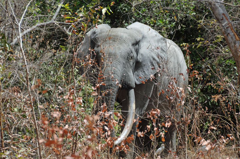 A large male elephant with only one tusk