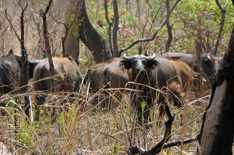 A herd of about 50 buffalo