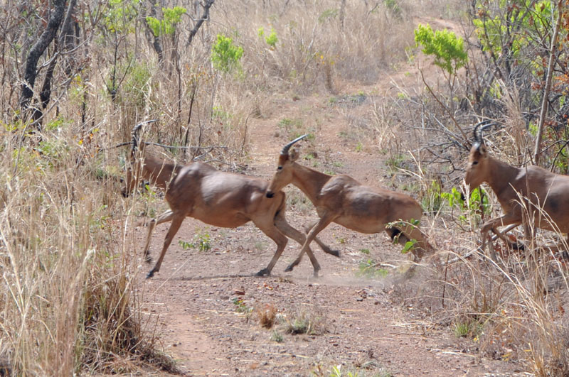 Some antelope sprint across the road
