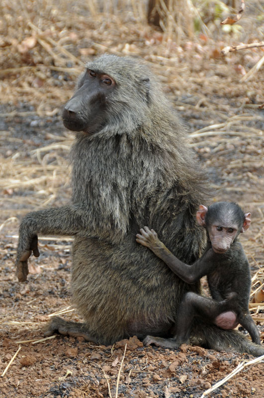 A baboon mother and baby ignore us